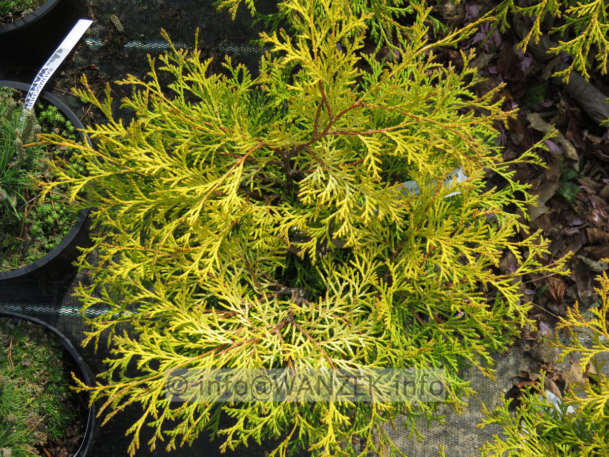 Chamaecyparis obtusa Kamarachiba 02.JPG